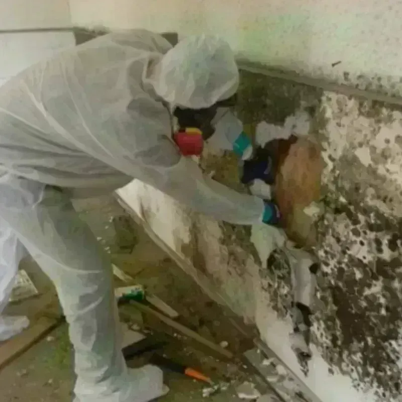 Mold Remediation and Removal in Saint Johns, MI